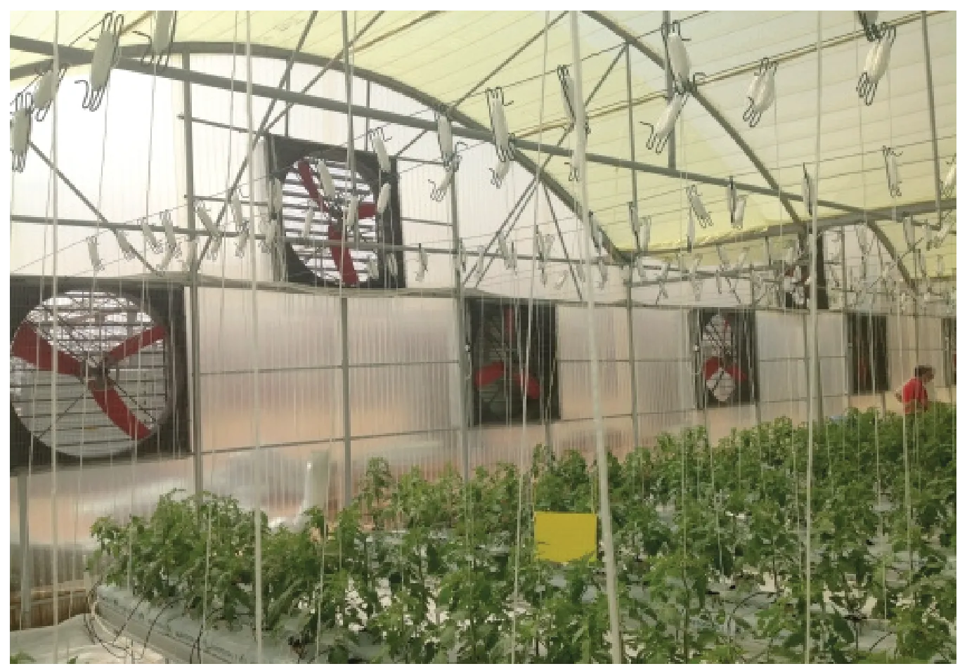 Fiberglass Cone Fans