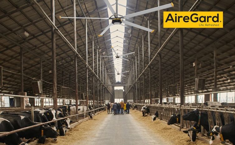 Cows Outside_25 August 2024 (Demo)