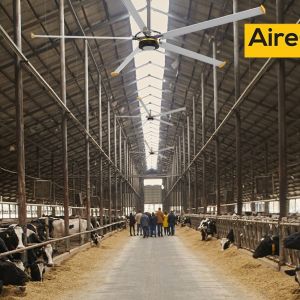 Cows Outside_25 August 2024 (Demo)