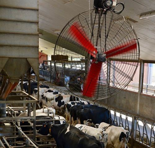 AireGard Basket Fan Dairy 3 R