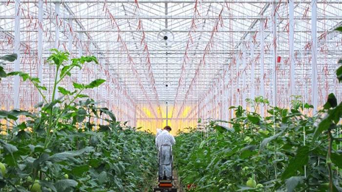 Greenhouse Ventilation Solutions for Better Air Circulation