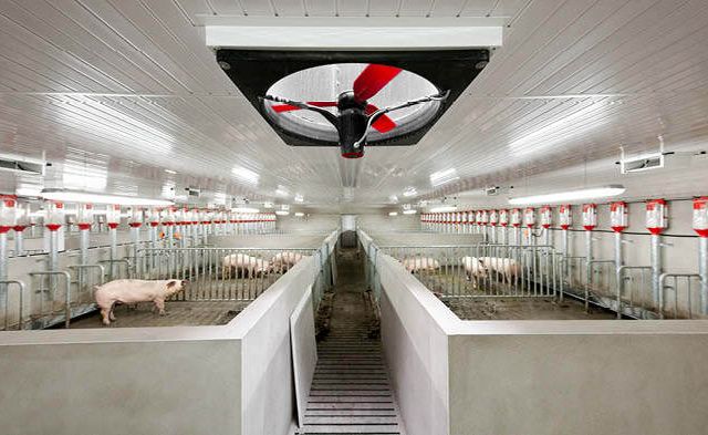 AireGard pig barn solution